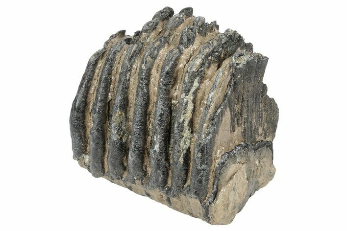 Partial Southern Mammoth Molar - Hungary #235254